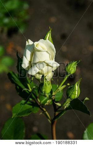 Flowering Summer Rose In Bud