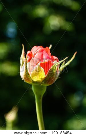 Flowering Summer Rose In Bud