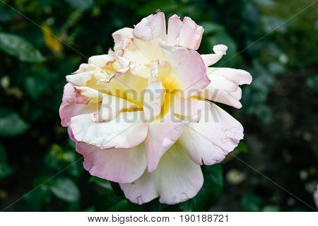 Flowering Summer Rose In Bud