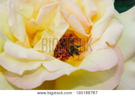 Flowering Summer Rose In Bud