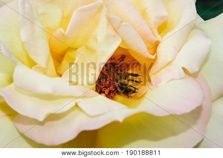 Flowering Summer Rose In Bud