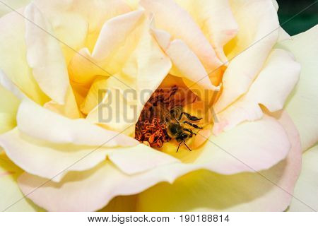 Flowering Summer Rose In Bud