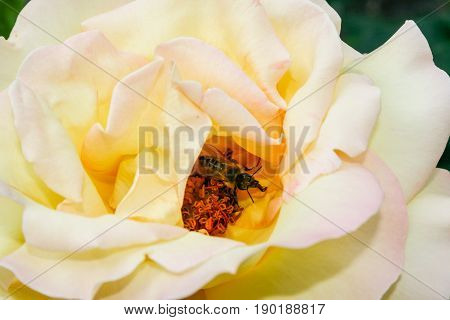 Flowering Summer Rose In Bud