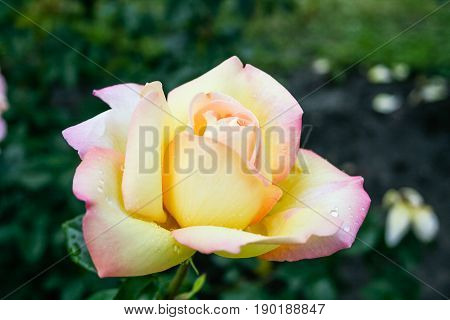 Flowering Summer Rose In Bud