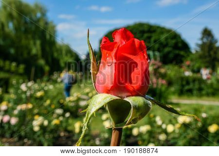 Flowering Summer Rose In Bud