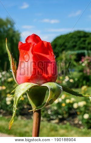 Flowering Summer Rose In Bud