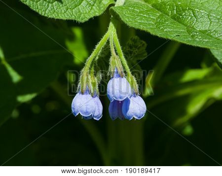 Blossom Prickly Comfrey Symphytum Asperum flowers and leaves close-up selective focus shallow DOF.