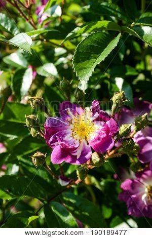 Flowering Summer Rose In Bud