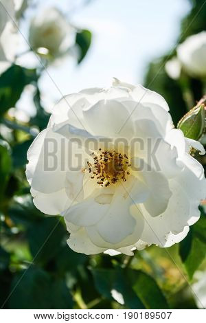 Flowering Summer Rose In Bud