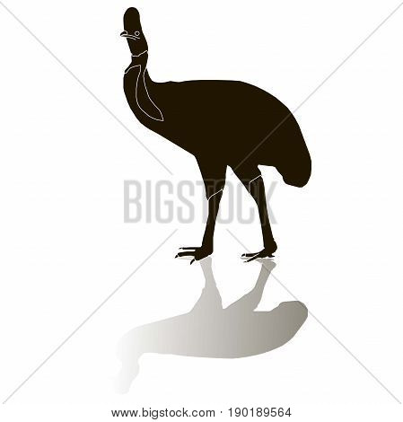 Black cassowaries silhouette on white with shadow, stock vector illustration