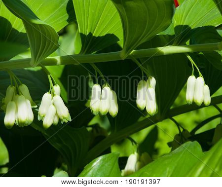 Flower buds on blooming polygonatum odoratum angular Solomon's seal close-up selective focus shallow DOF.