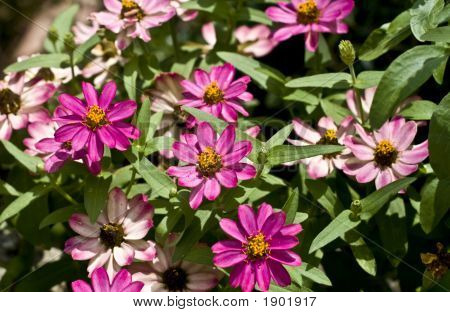 Fialový cínie Angustifolia Cluster