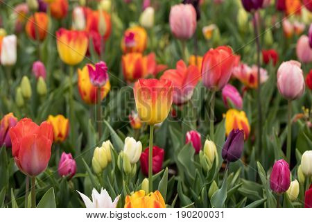 collage of colorful tulips in the park
