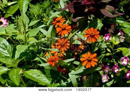 Oranžový cínie Angustifolia Cluster