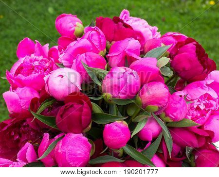 Peony. Peony flowers. Beautiful fresh pink peony flower with card on blue background. Peonies summer. Peonies summer. Love bloom bouquet flowers.