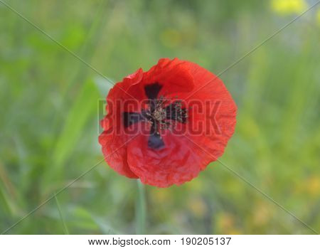 Red poppy flower on green blurred background