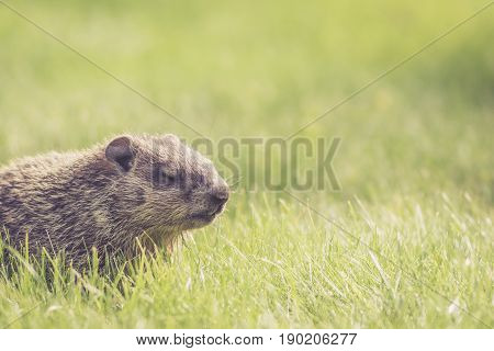 Adorable baby groundhog (Marmota Monax) with eyes closed and room for text