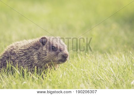 Adorable little baby groundhog (Marmota Monax) in the grass