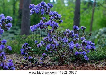 Blooming rhododendron bushes. Latvian University Rhododendron nursery 