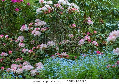 Blooming rhododendron bushes. Latvian University Rhododendron nursery 