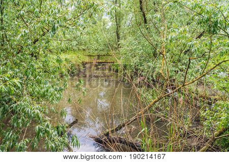 Willow trees and bushes around a narrow creek in Dutch National Park De Biesbosch at Werkendam. The horizontal tree trunks in the background are chopped down by the beavers.