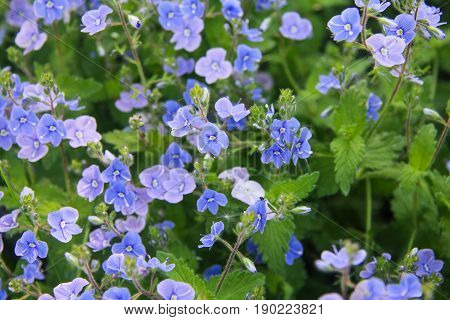 blue forget-me-nots in the green grass in the summer