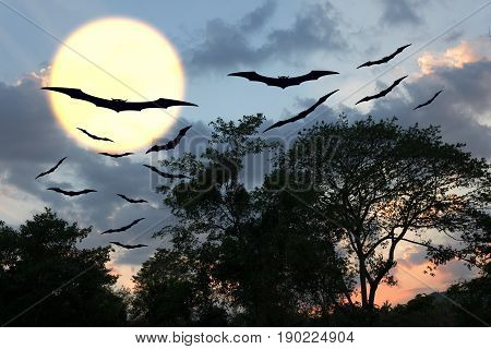 Halloween day bat Vampire flying horrifying in forest and sky for background with copy space for add text