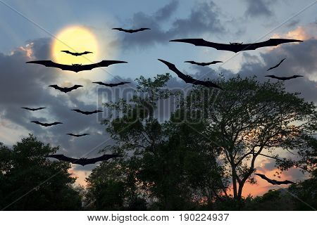 Halloween day bat Vampire flying horrifying in forest and sky for background with copy space for add text