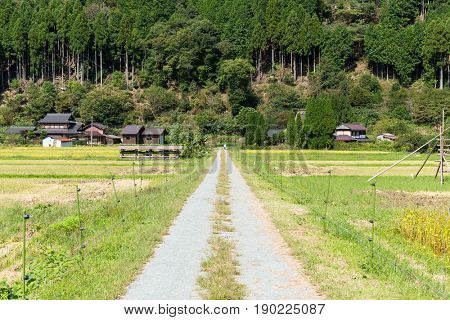 Rice field and mountain in Miyama