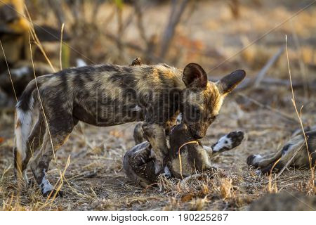 African wild dog in Kruger national park, South Africa ; Specie Lycaon pictus family of Canidae
