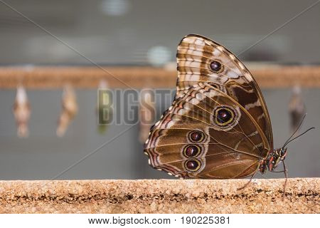 Close-up of a brown butterfly whose wings have small circles resting on a cork stick.Behind the butterfly you will see cocoons of butterflies.