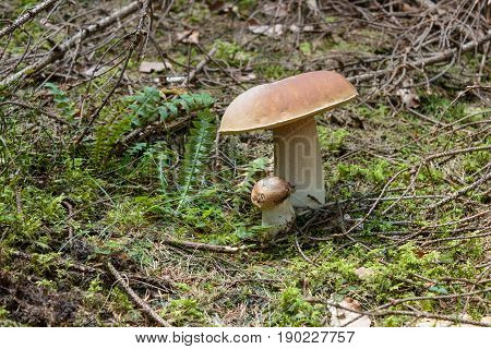 Mushrooms in the Carpathian forests. Summer. Ukraine