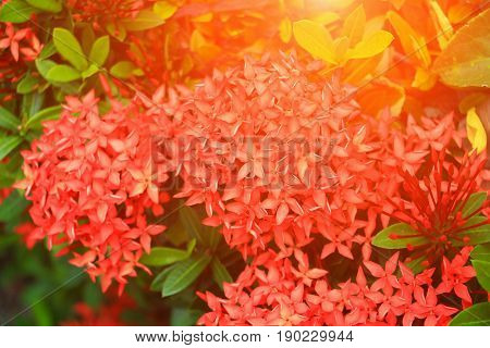 Ixora red flower spike in nature with sunset light (Common Name Ixora chinensis Rubiaceae)