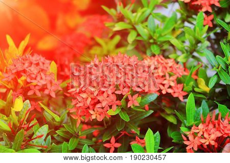 Ixora red flower spike in nature with sunset light (Common Name Ixora chinensis Rubiaceae)