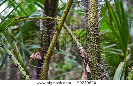 Spiny Trees In The Rainforest Of Koh Phangan