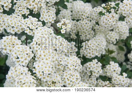 Bush of blooming hawthorn in the summer day