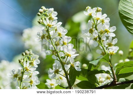 Spring landscape, flowers birdcherry tree twig closeup