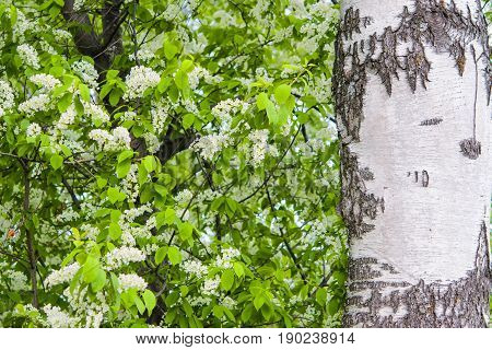 Spring landscape,blooming birdcherry tree closeup with green leaves close to the trunk of the white birch
