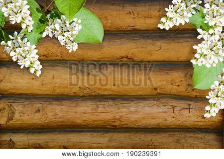 Abstract background of white flowers birdcherry tree with leaves on the old light colored wall made of natural wooden logs