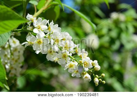 Spring landscape, flowers birdcherry tree twig close up
