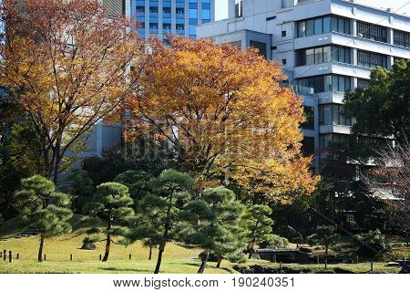 Tokyo Autumn