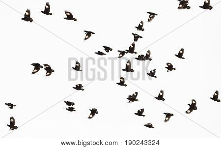 White-vented Myna or starlings flying in the sky.