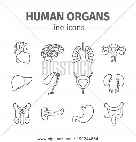 Human organs. Internal organs. Thin line icons set. Vector illustration