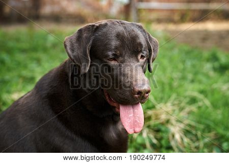 Dog labrador, brown labrador, dog on the street.