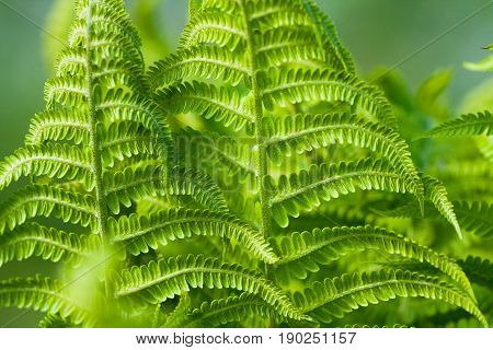 Green Beautiful Leaves Of Young Plant Of Fern (Polypodiophyta) In Garden Close Up.