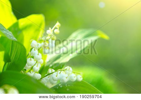 Beautiful White Lilies Of The Valley In The Morning