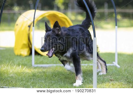 Dog Border Collie running through hoopers agility trianing
