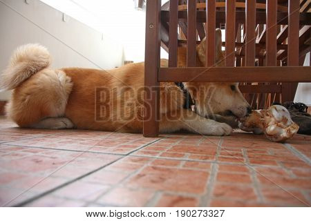 Akita Inu puppy trying to pull out the bone