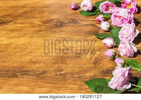 Dog Rose Pink Rosa Canina Flowers Valentine Theme