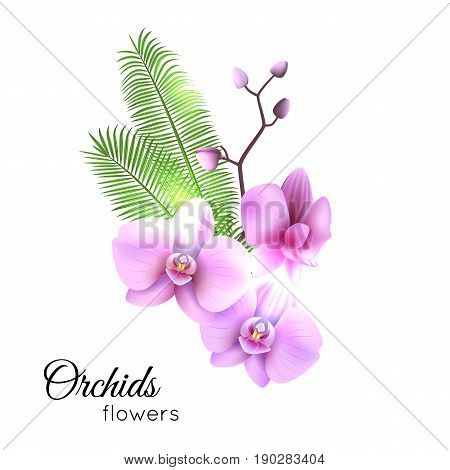 Purple streaked orchids flower, branch isolated on white background. Vector illustration